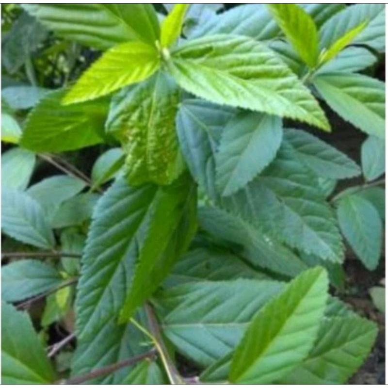 

Daun sidaguri/sadagori 500gr