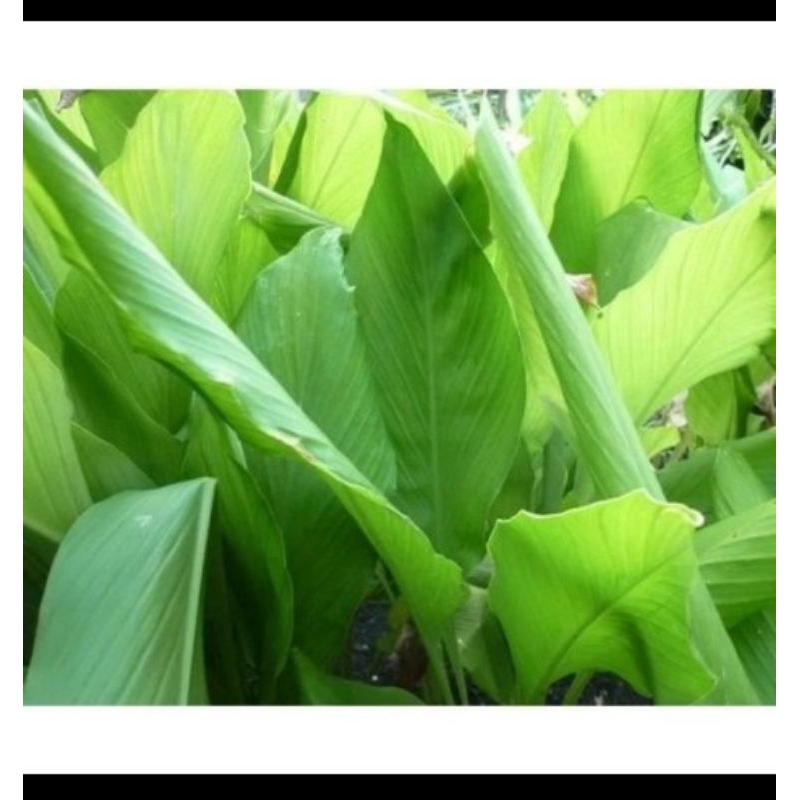 

Daun Kunir Segar(Herbal Daun Kunir)