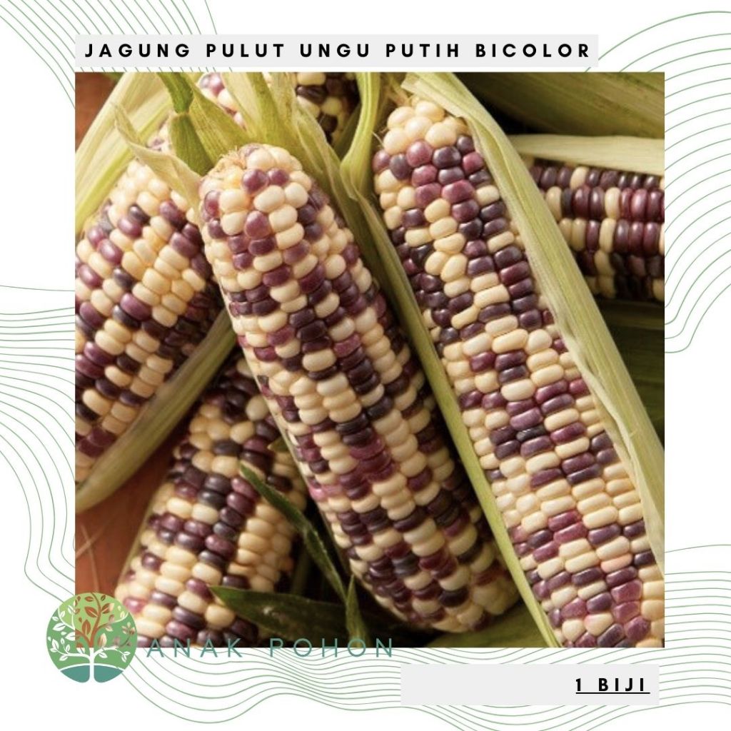 Benih Bibit Biji - Jagung Pulut Belang Batik Bicolor Ungu Putih Corn Seeds - IMPORT