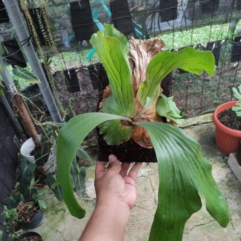 platycerium neptune remaja