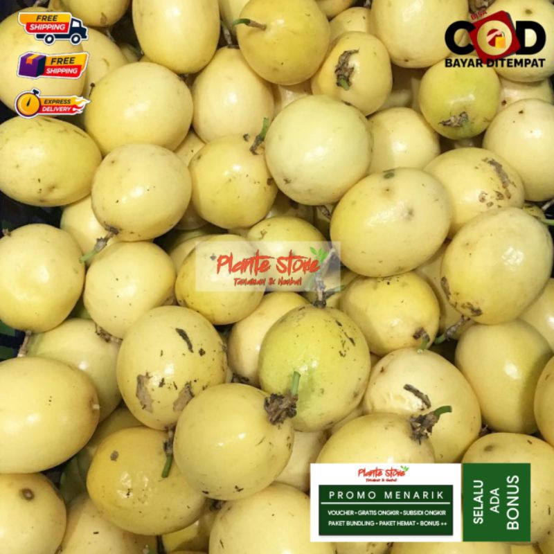 

BUAH MARKISA SEGAR MARKSIA KUNING ASEM MANIS MULTIKHASIAT KUALITAS SUPER 250 GRAM