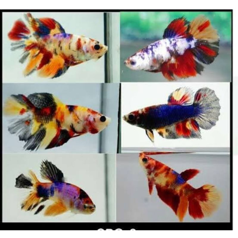 HM multi color fimele