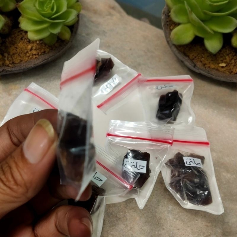 Piyugardening Kemenyan Hiltit