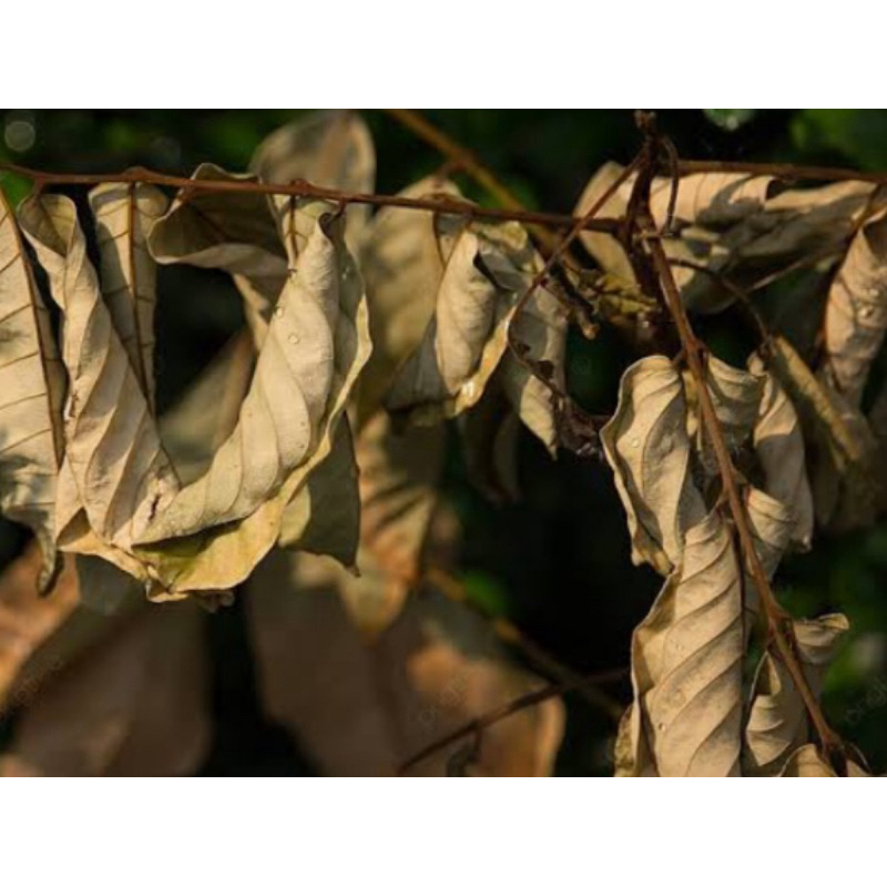 

Daun rambutan kering natural 500 gram-az