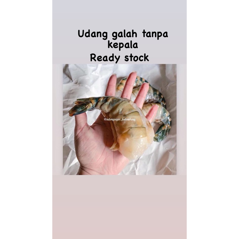 

Udang galah / udang satang tanpa kepala 1 kg