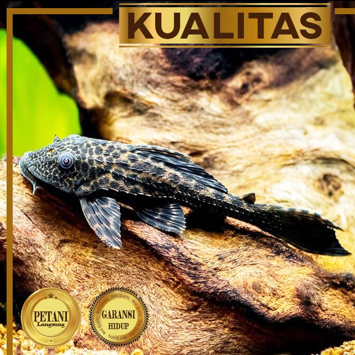 Pleco Hitam 5 cm+ Ikan Hias Aquarium Aquascape Sapu Sapu Tanaman Air
