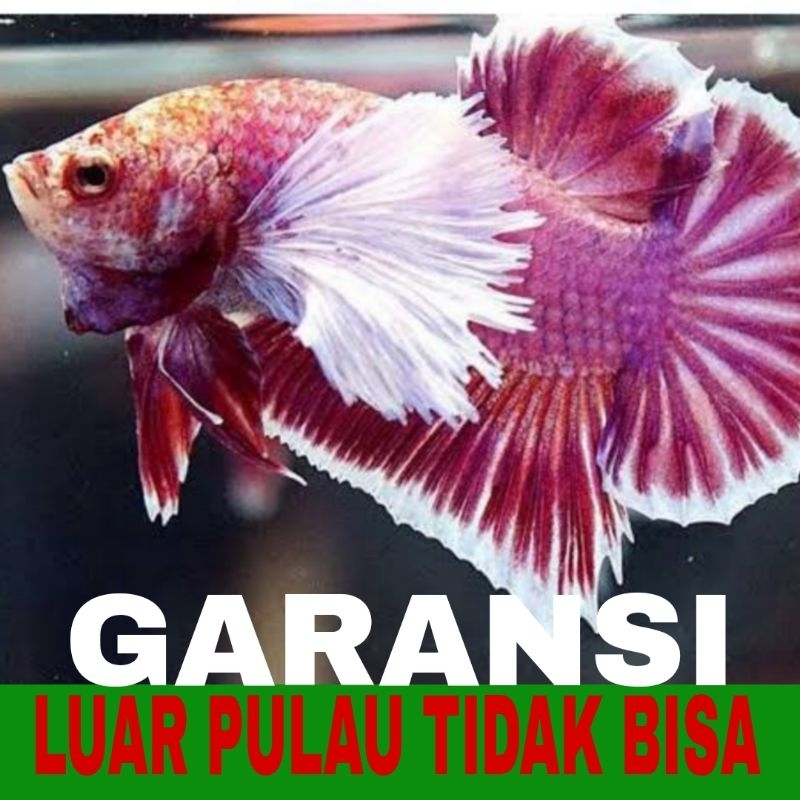 ikan cupang plakat big ear 10 pcs bergaransi