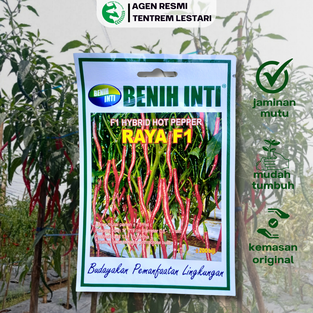Benih Unggul Cabe Keriting Hybrid Hot Pepper RAYA F1 200 Biji Cap BENIH INTI Lebat Unggul