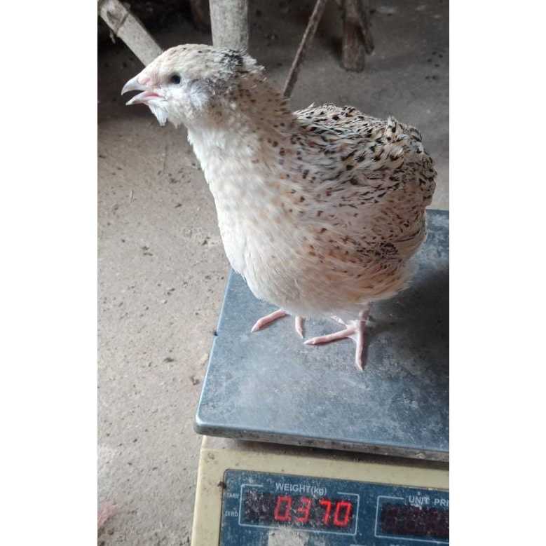 

TELOR TELUR FERTIL PUYUH GEMLOND(GEMAK LONDO)puyuh pedaging