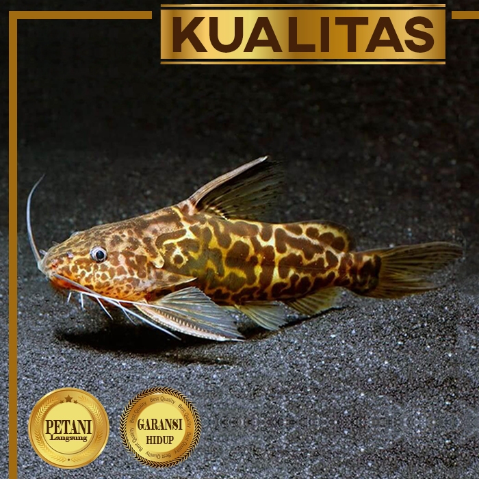 Synodontis Catfish Ikan Hias Hiasan Aquarium Tanaman Air Aquascape