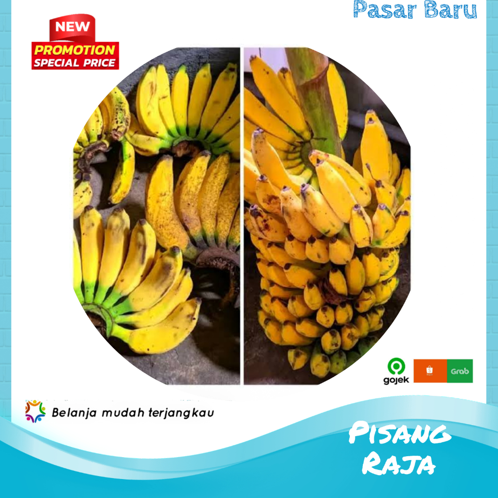 

Pisang Raja • 1Sisir ✓ Murah | Pasar Baru Makassar