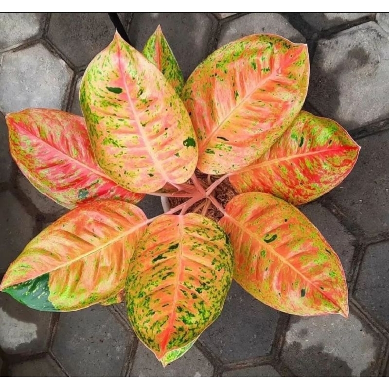 Aglonema Big Roy Jumbo Induk daun 15
