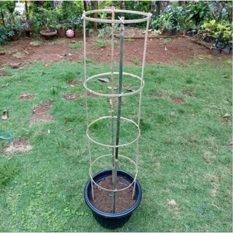 turus tanaman melingkar penyangga tanaman rambat lingkaran 50cm