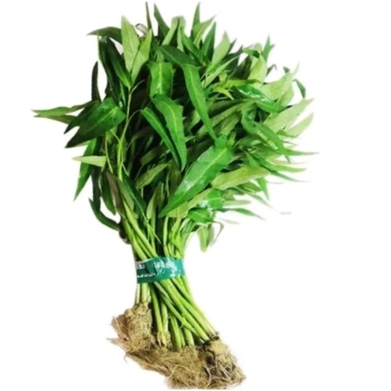 

sayur kangkung segar