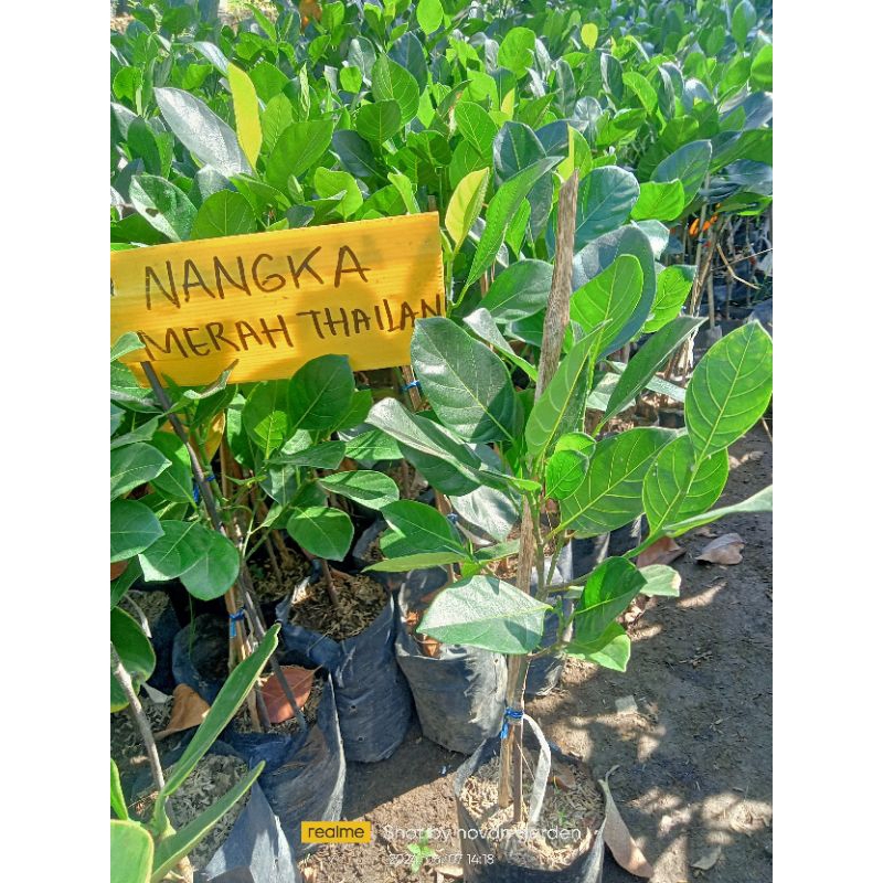 bibit nangka merah thailand | bibit nangka import | nangka merah thailand | bibit nangka merah | cod
