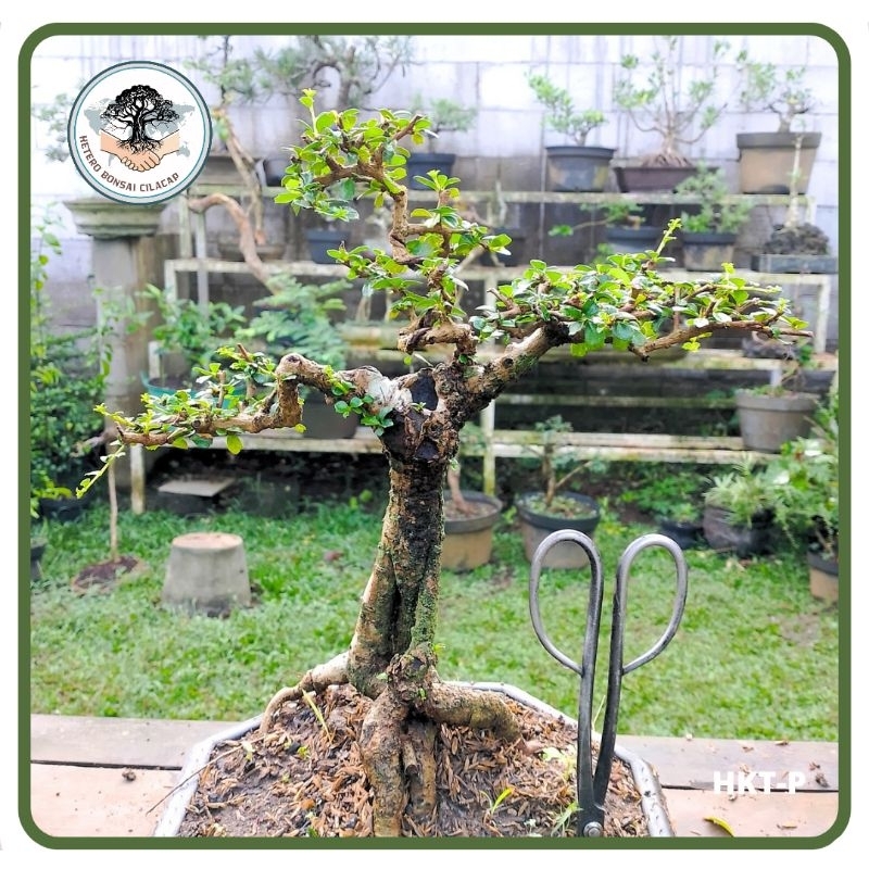 Program Bahan Bonsai Hokiantea Gerak Dasar Siap Pajang