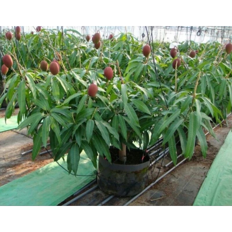 Bibit Mangga Miyazaki Original