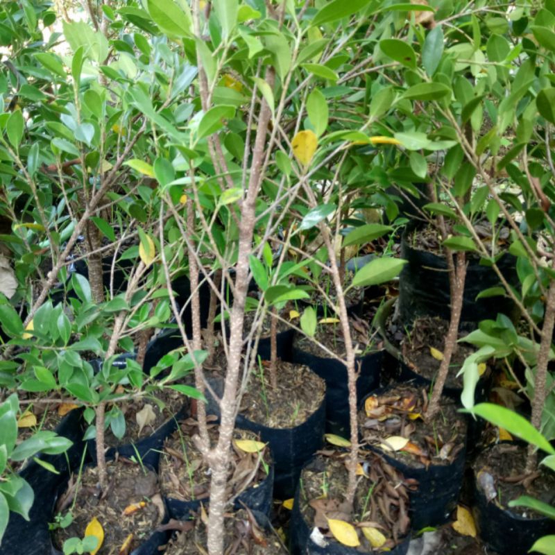 paket bibit kimeng 50 batang murah