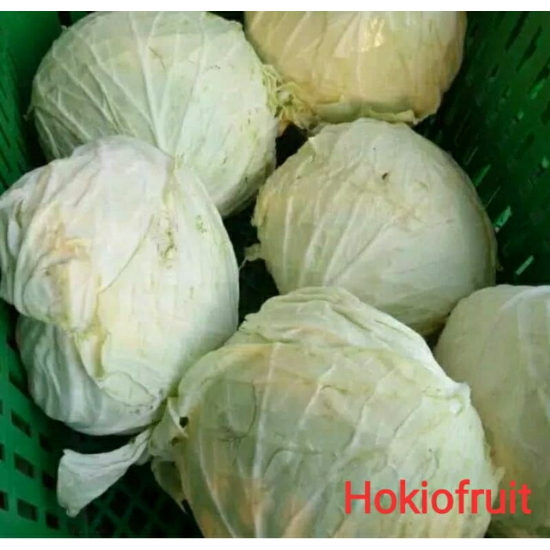 

Sayur Gubis/hokkysayur19