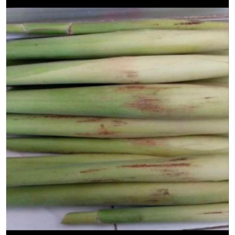 

Turubuk Sayur Segar 1kg