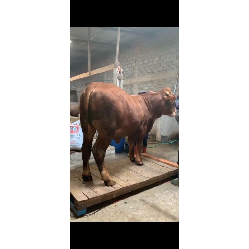 

Sapi Limosin 500kg Termurah Timbangan Real