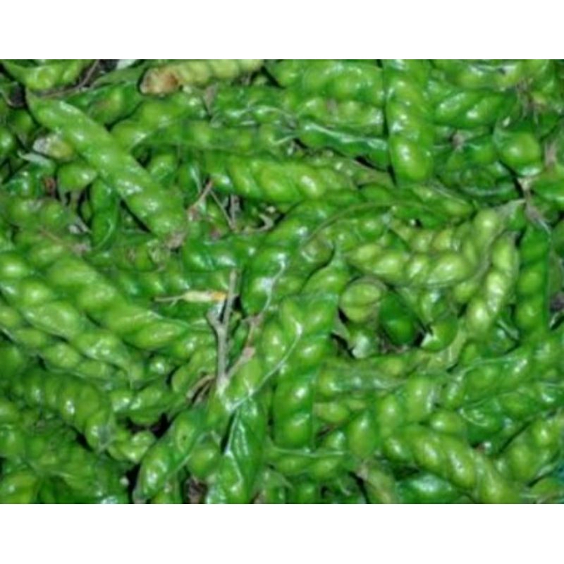 

buah hiris kacang gude seger 1 kg