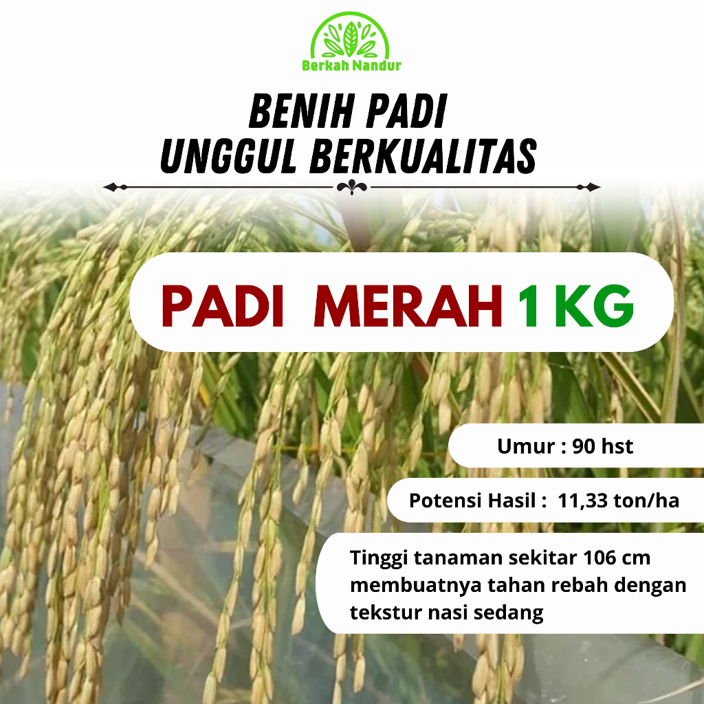 Benih Padi Merah 1kg Padi Unggul