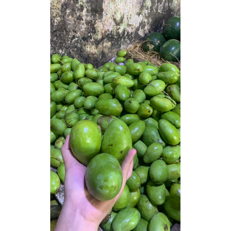 

mangga muda si teteh Cianjur