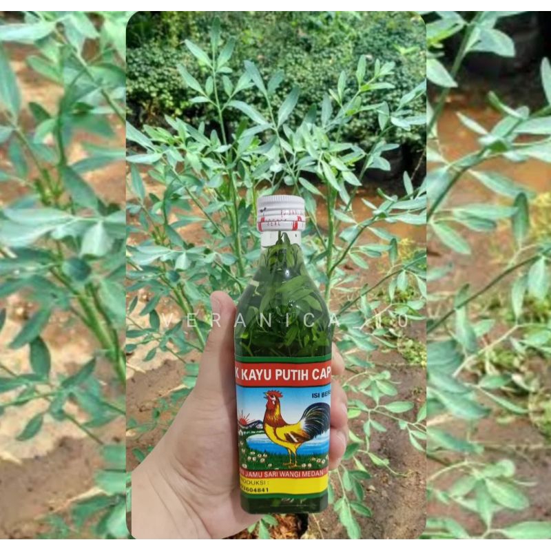 MINYAK KAYU PUTIH RENDAMAN CHAU - CHAU DAUN INGGU 150ml TERMURAH