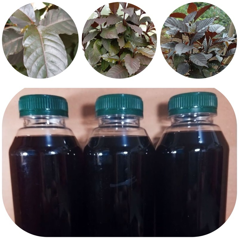 

Teh daun ungu herbal wasir dan ambeien 350 ml