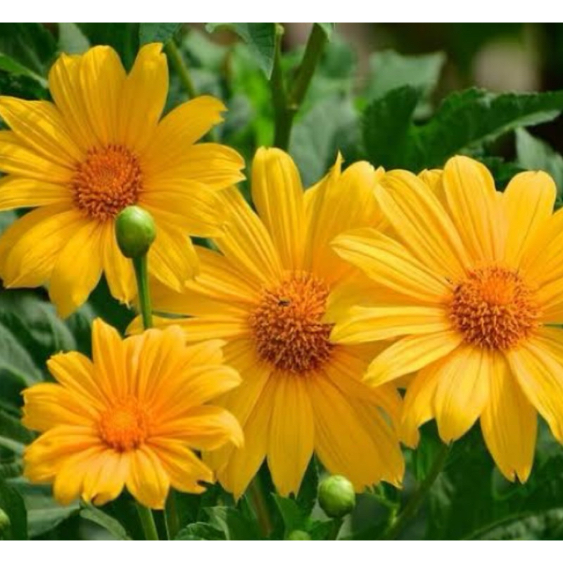 

Bunga insulin segar petik langsung-az