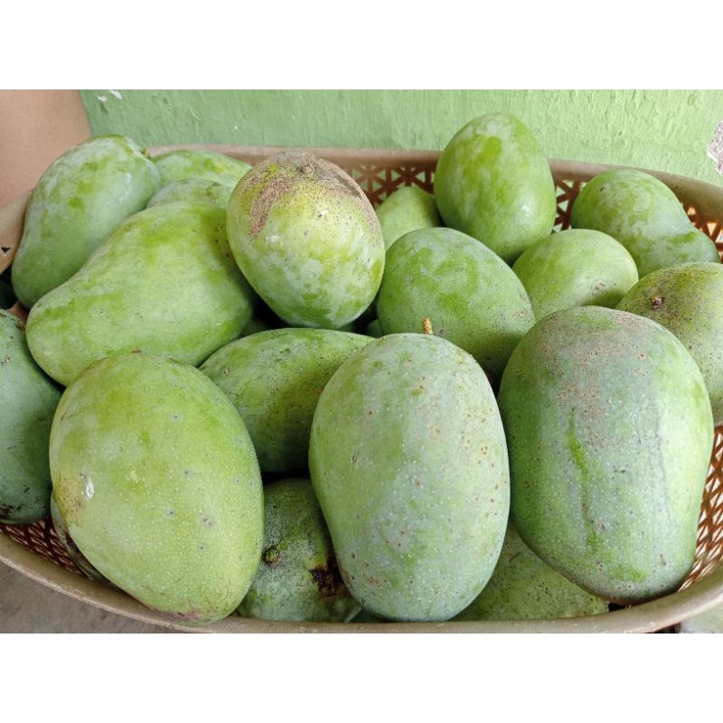 

mangga gadung ( Harum manis ) Tua pohon ( kemampo )