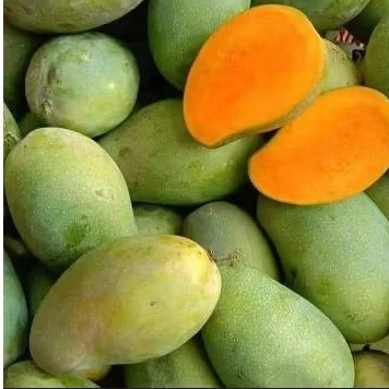 

Mangga Harum Manis Super Legit