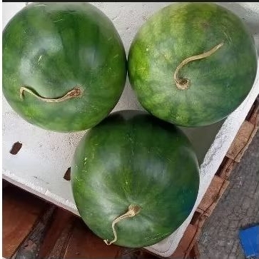 

Semangka Non Biji 3,5-4kg