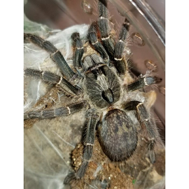 display tarantula Ceratogyrus darlingi