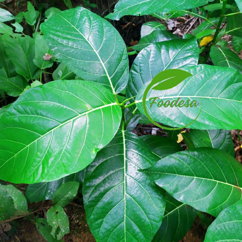 

Daun Awar awar segar organik 500gram / Ficus septica