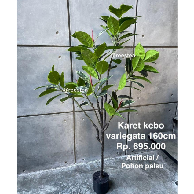 Pohon Karet Kebo Variegata Tinggi 160cm / Pohon Hias Palsu / Artificial plant