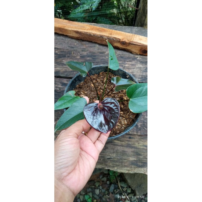 anturium black mension