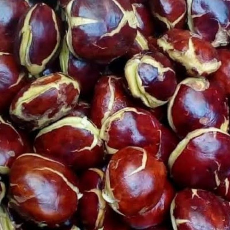 

Jengkol Segar 1kg - Kualitas Terbaik