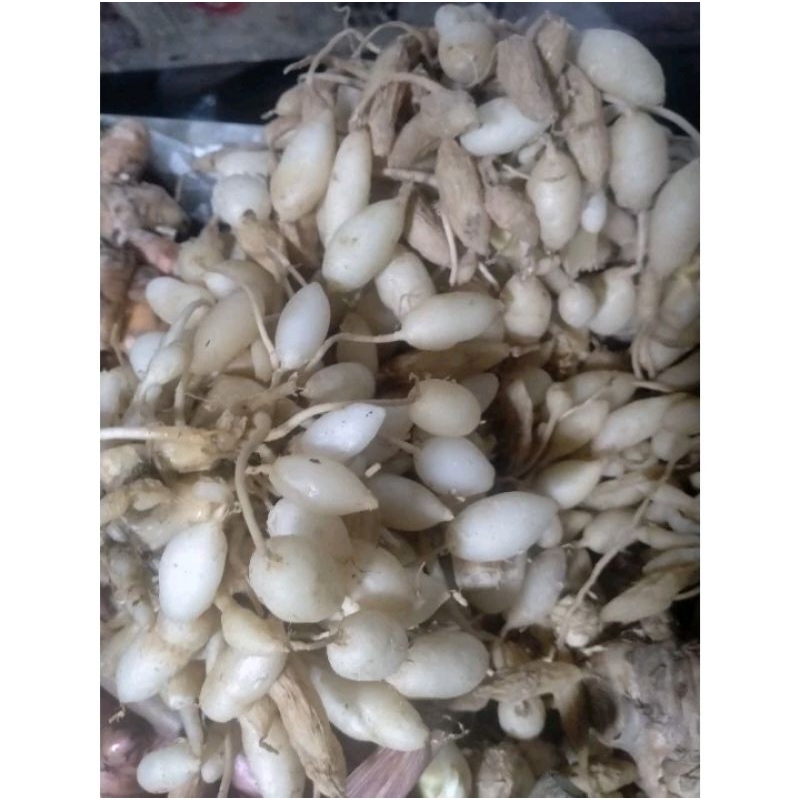 

kunyit putih bini 500gram