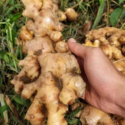 

JAHE GAJAH PUTIH SEGAR 250Gram