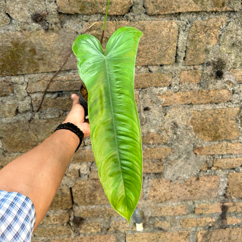 philodendron san antonio