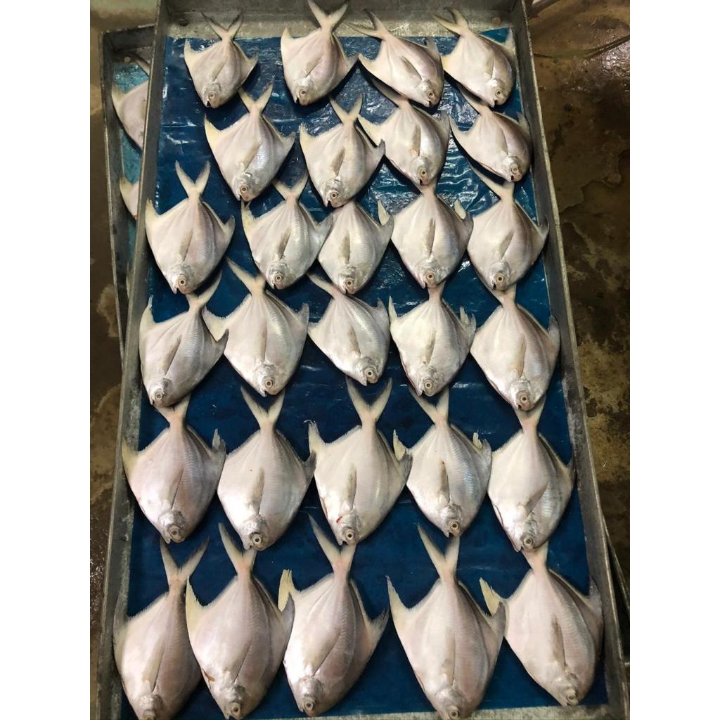 

RB Bawal Putih Frozen Export Quality IQF