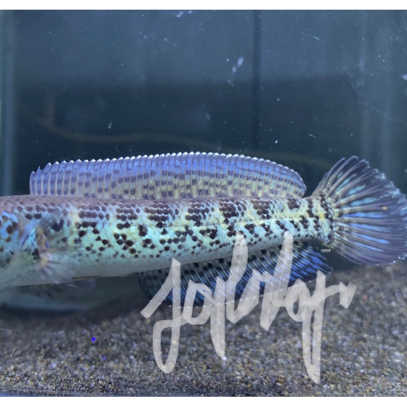 

stiker Auranti wc 12-14cm bahan simet