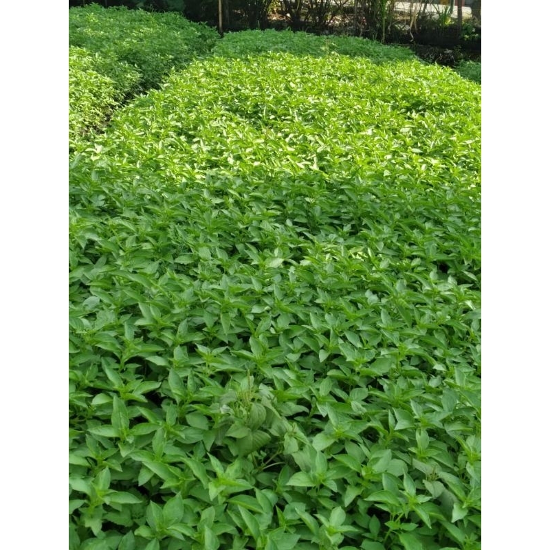 

Bening Kemangi Kemasan 1 kg