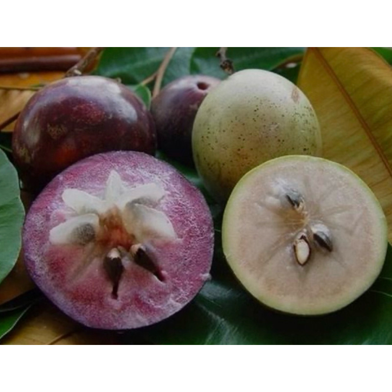 Bibit tanaman sawo kenitu/sawo ungu hasil cangkok