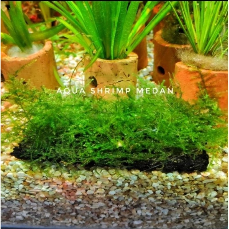 Pakis Moss Mini Christmas / Tanaman Aquascape
