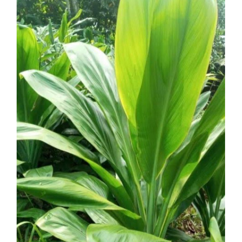 

Daun andong hijau daun hanjuang hijau 60 lembar-az