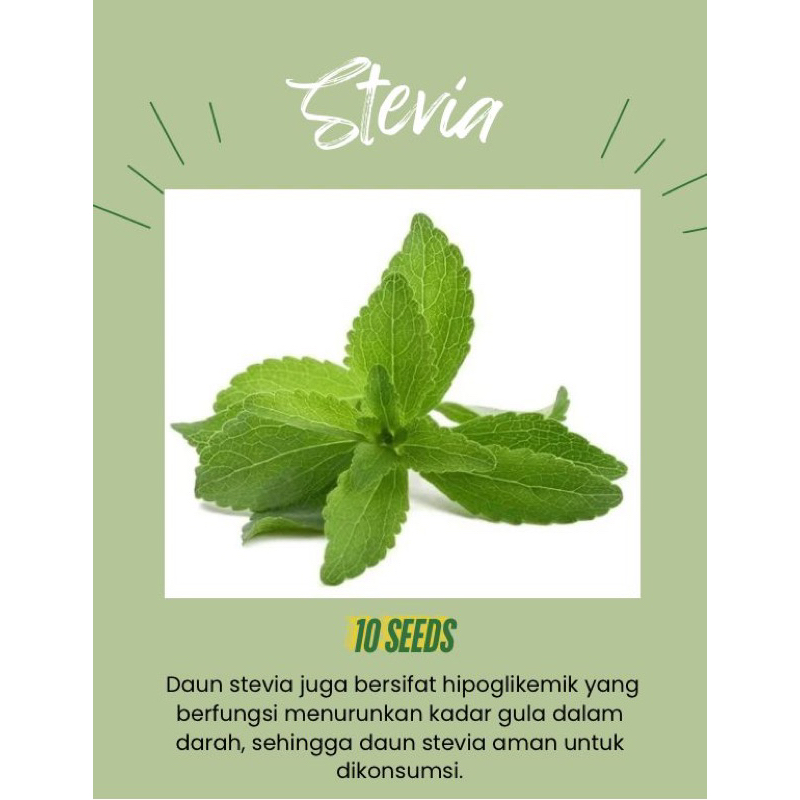Benih Stevia stevia daun lebar isi 10 biji kemasan allumunium