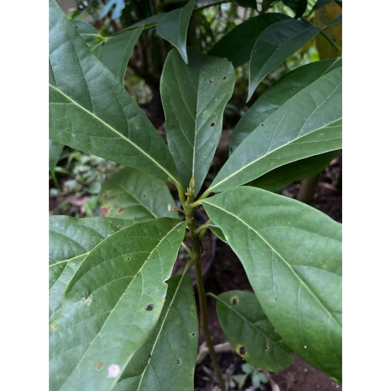 

Daun alpukat segar petik langsung 500 gram-az